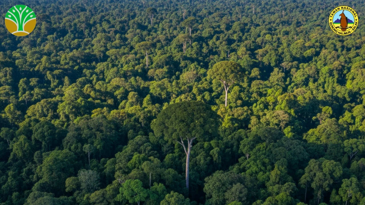 Konservasi Hutan Hujan Dataran Rendah Terluas