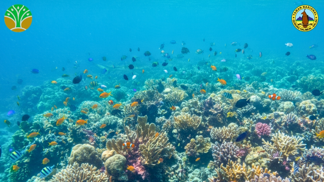 Taman Nasional Karimunjawa - Jawa Tengah
